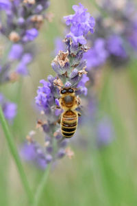 蜜蜂采集花蜜和花粉