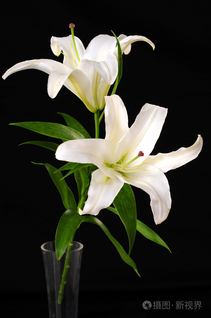 白百合花 照片 正版商用图片00p2f0 摄图新视界 白百合花 照片 正版商用图片00p2f0 摄图新视界