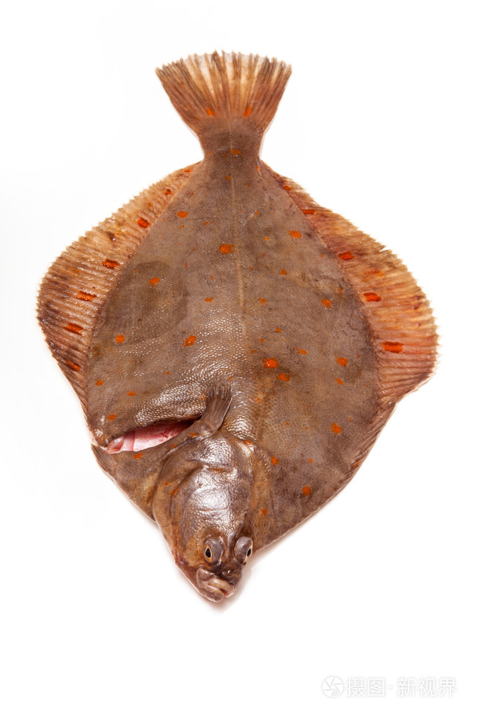 鲽鱼鱼关闭照片-正版商用图片00p2g9-摄图新视界