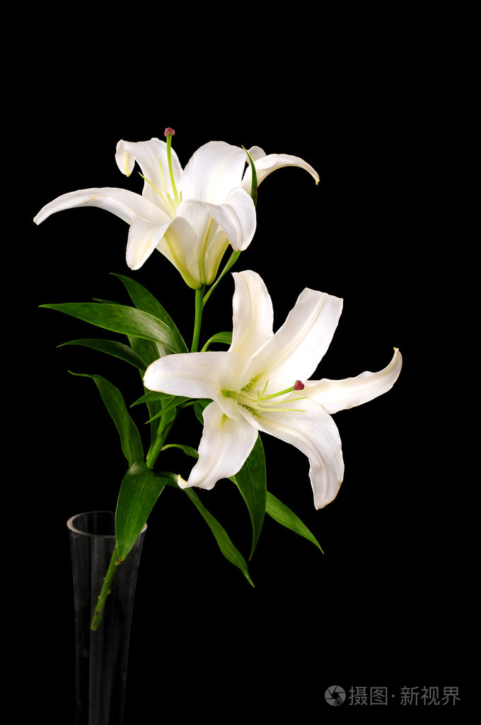 白百合花 照片 正版商用图片00p32t 摄图新视界