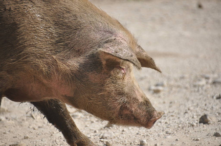 猪.缓慢运行的猪, 农场动物在一条砾石路在佐治亚