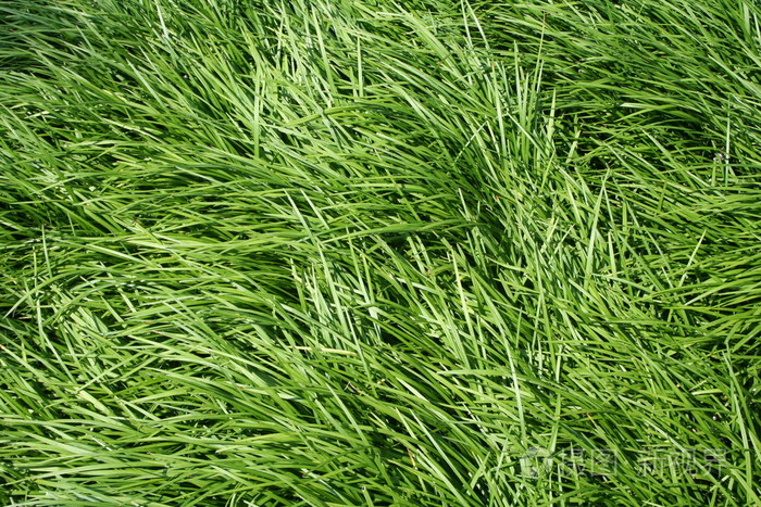 3456*2304px发票合同问题/植物郁郁葱葱草坪草地青草查看作者其他作品