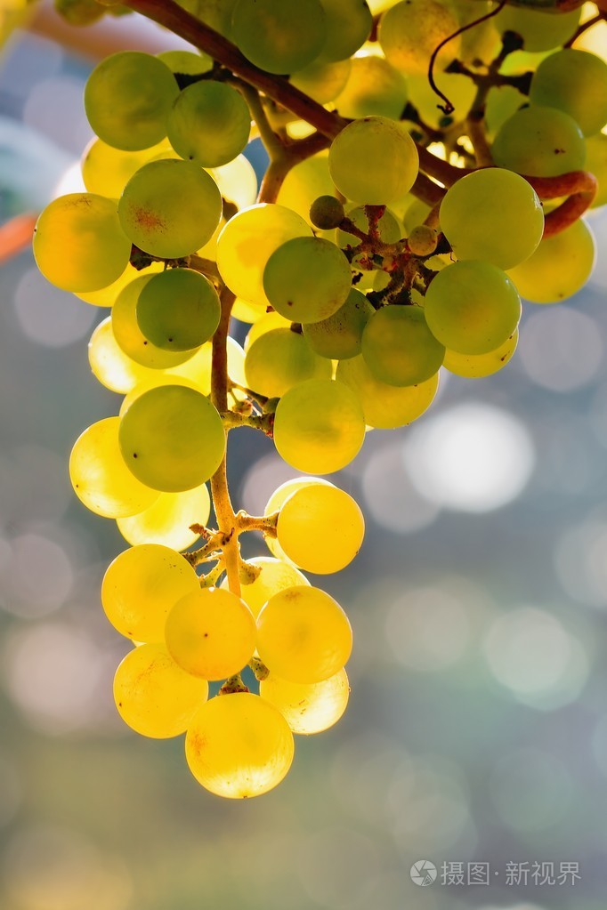 阳光明媚的葡萄