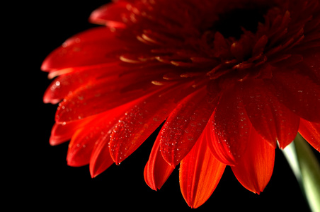 红色雏菊，黑色背景