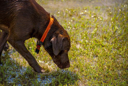 在湿的公园玩耍的狗