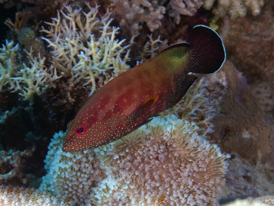 halfspottedhalfspotted 后腿照片