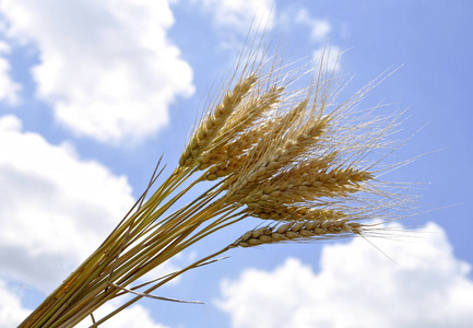 成熟的小麦对天空的耳朵