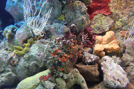 在水族馆珊瑚