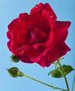 红玫瑰在蓝色背景上的水珠图片