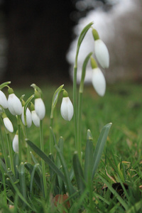 雪花莲春天开白花 snowdrop的名词复数 