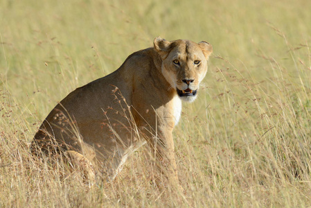 狮子在肯尼亚国家公园