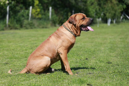 土佐犬公狗坐在自然的环境