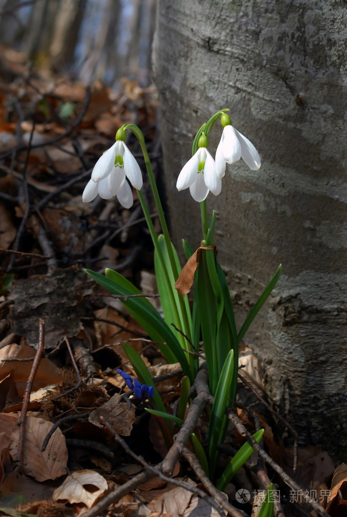 雪花莲春天开白花snowdrop的名词复数