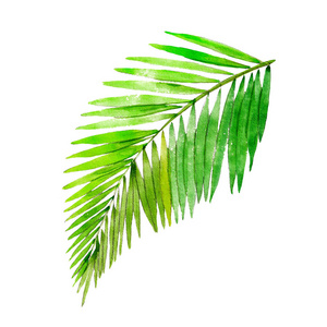 棕榈树叶，白色背景上孤立的水彩插图