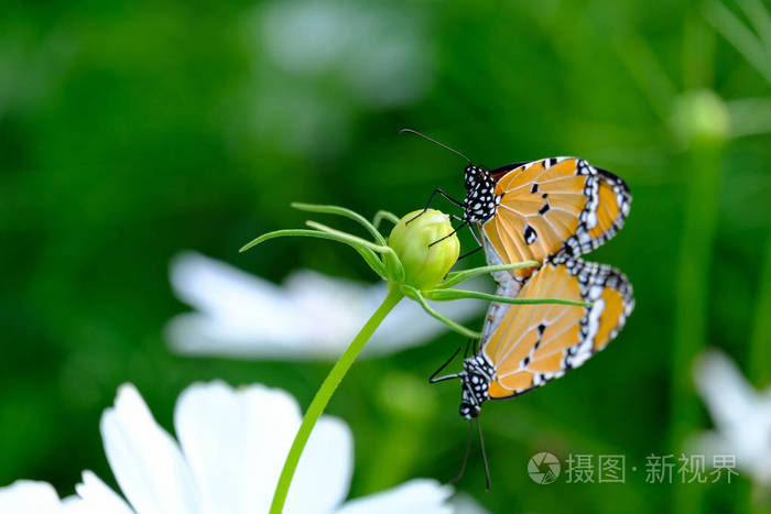 双蝴蝶吮吸花蜜