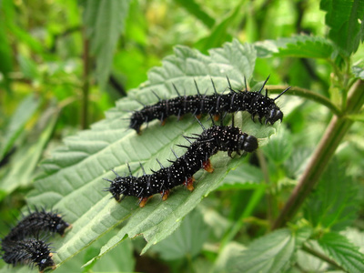 毛虫 caterpillar的名词复数  履带