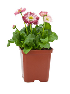 长期的花在花盆里的雏菊照片