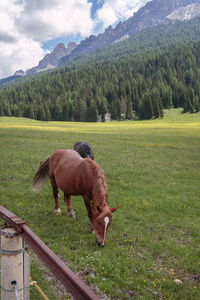 棕色的马在牧场放牧 意大利多洛米蒂山阿尔卑斯山