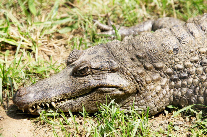 crocodile