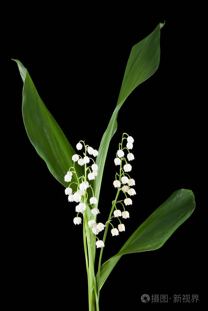 山谷的百合花花黑色背景上