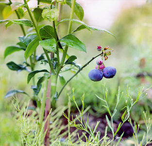 越桔高灌蓝莓蓝莓 Bluecrop