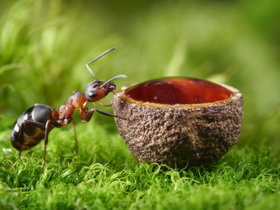 蚂蚁和滴蜂蜜在杯中照片