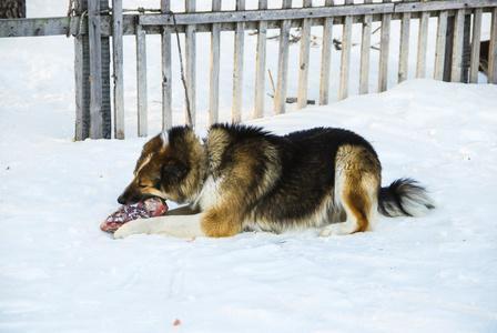 雪橇犬的狗