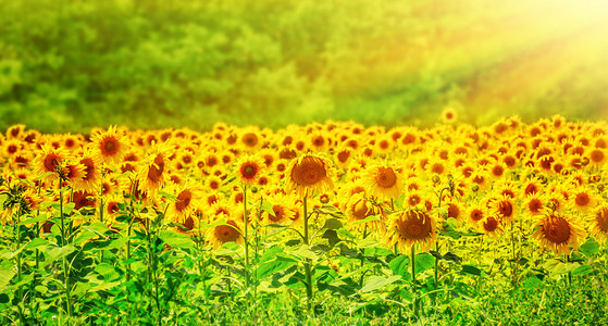 夏日风景: 向日葵田间美丽日落在天空上的向日葵田间在天空上的向日葵