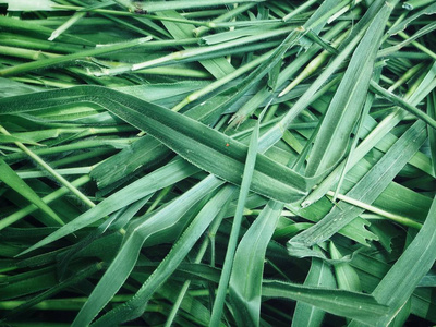 绿色香根草叶子的接近的看法, 纹理背景照片