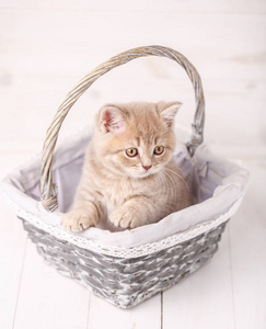 纯种苏格兰直猫用黄色的眼睛，坐在一个篮子里