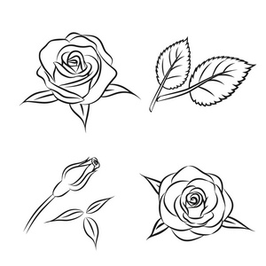 白描玫瑰叶子图片