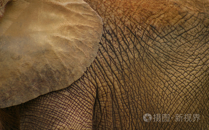 大象的皮肤