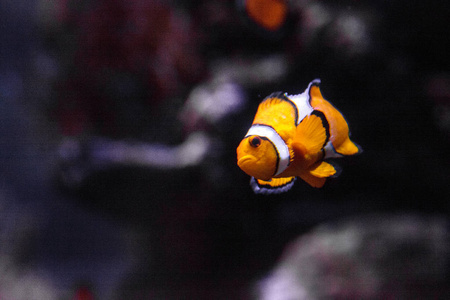 小丑鱼，Amphiprioninae，在海洋的鱼和珊瑚礁水族馆