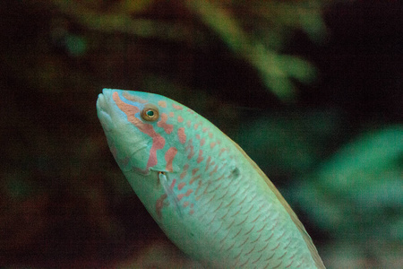 月亮濑鱼 Thalassoma 骨