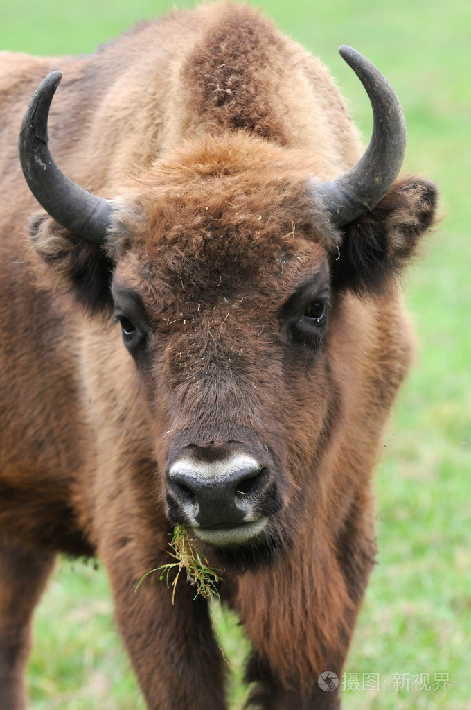 野牛照片-正版商用图片00q630-摄图新视界