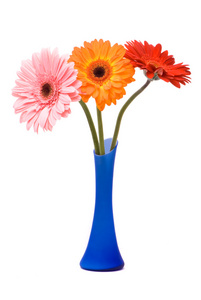蓝色花瓶里的美丽格柏鲜花