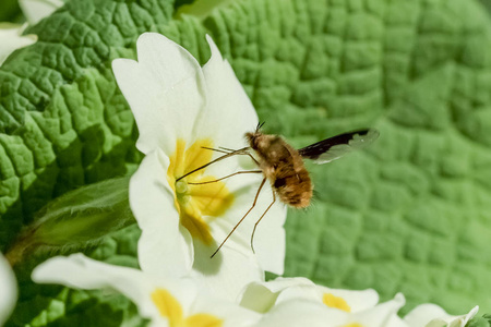 月见草蜜蜂飞 Beefly Bombylius 主要 蕨类植物