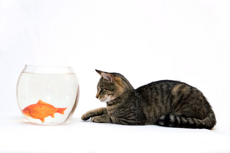 家猫的性质家猫和金鱼照片