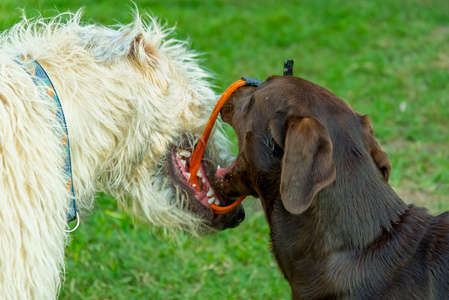 巧克力的实验室和爱尔兰猎狼犬狗玩