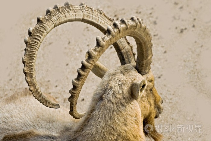 角horn的名词复数号角质蜗牛等的触角