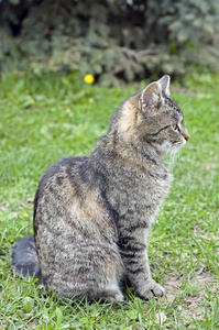 猫 猫科动物 狠毒的女人 爵士乐爱好者