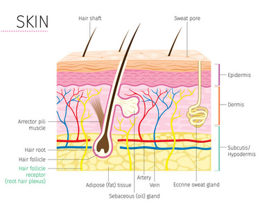 人体解剖学 皮肤和头发图