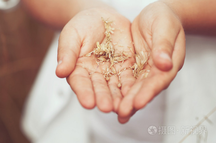 小穗的小麦在手中