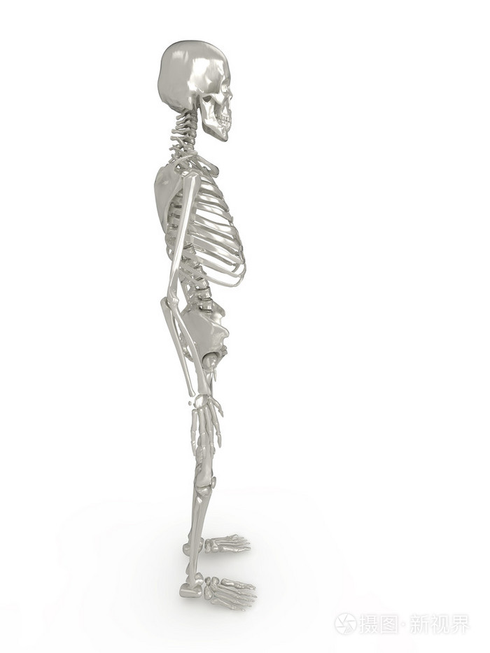 骨架侧视图