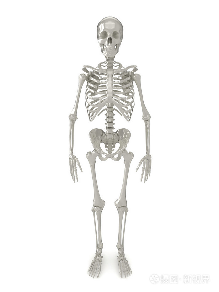 骨架正面视图