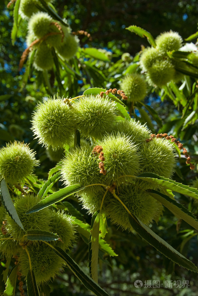 栗子栗色栗树栗色马