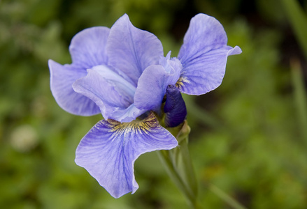 紫虹膜，含芽