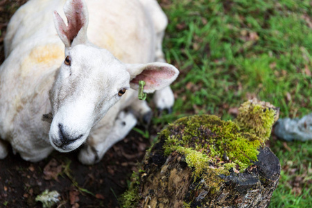 好奇的羊躺在草地上