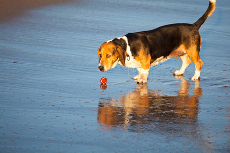 海上的短腿猎犬