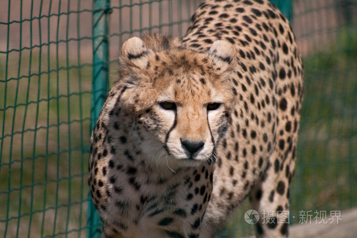 lt动gt奔跑极快的非洲猎豹 cheetah的名词复数 